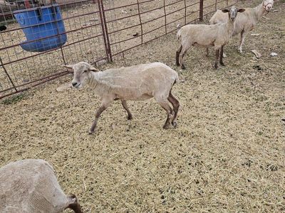 Tunis Lacuna Cross Ewes