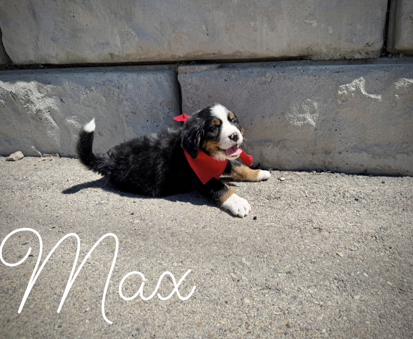 AKC Bernese Mountain dog puppies
