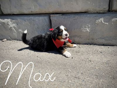 AKC Bernese Mountain dog puppies