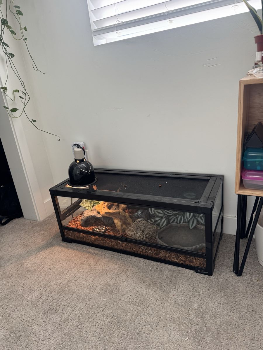Snake and full habitat set up