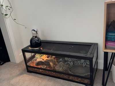 Snake and full habitat set up