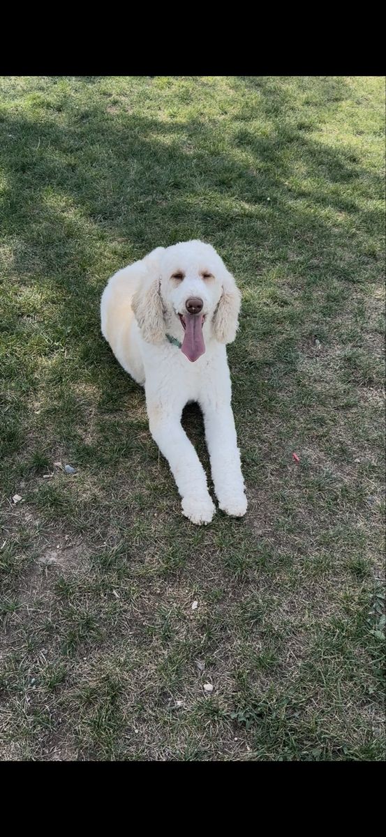 AKC Standard Poodle