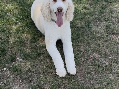 AKC Standard Poodle