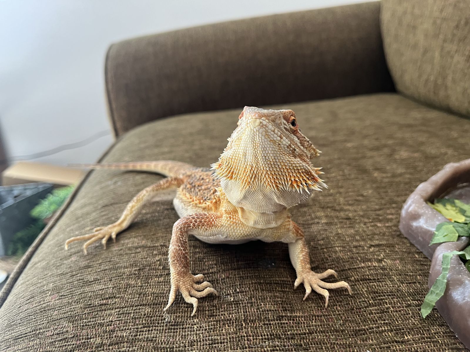 Bearded dragon