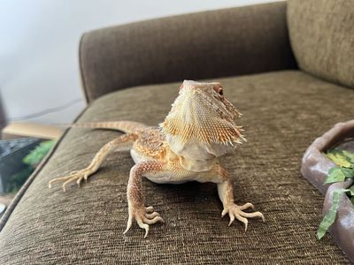 Bearded dragon