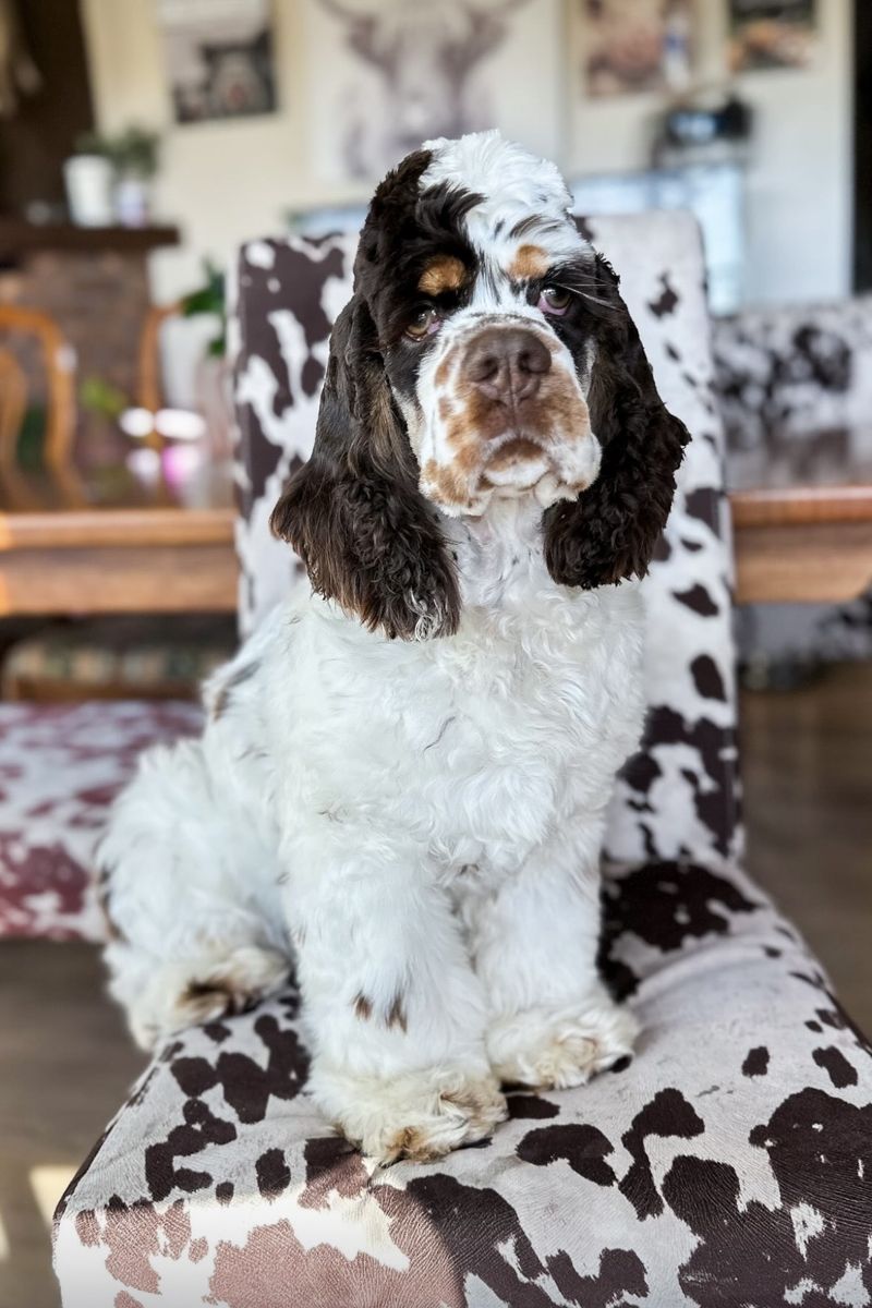 AKC Cocker Spaniel Brown Tri