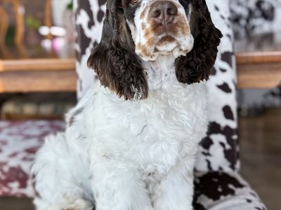 AKC Cocker Spaniel Brown Tri