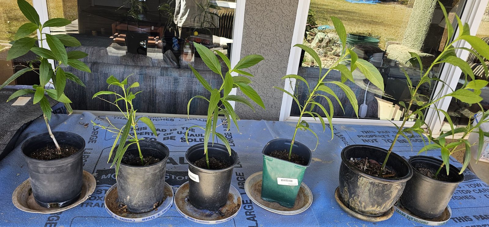 Mexican Petunias For Sale