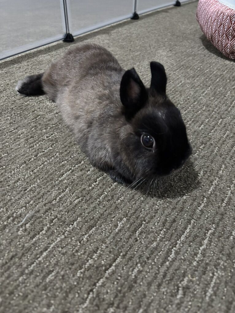 Netherland Dwarf Doe