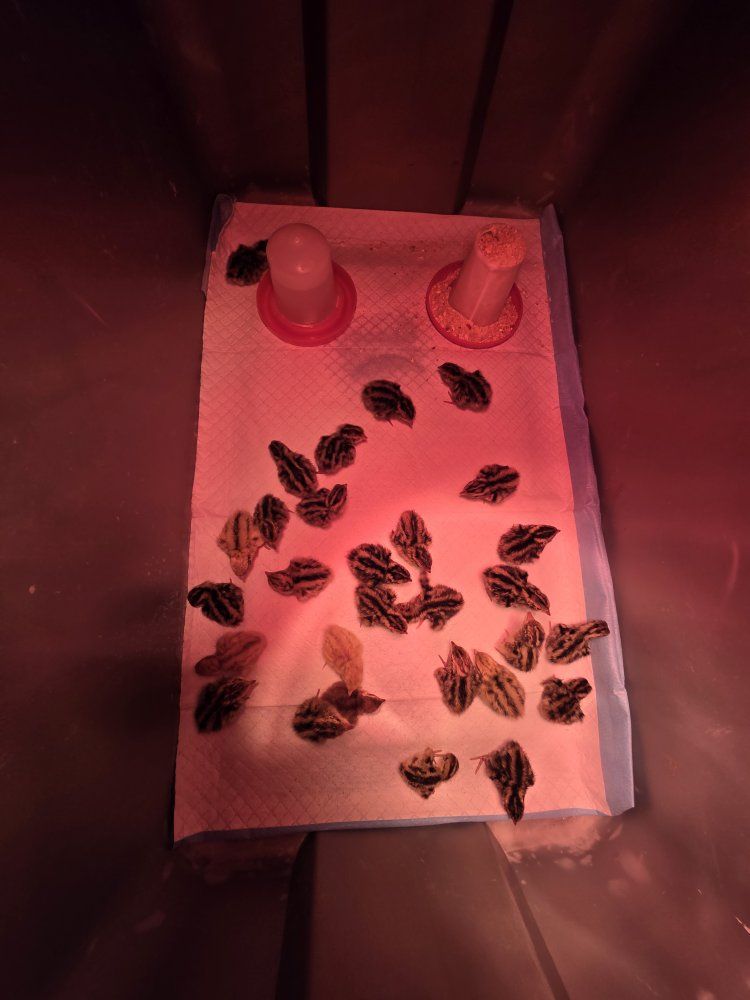 Jumbo coturnix quail chicks