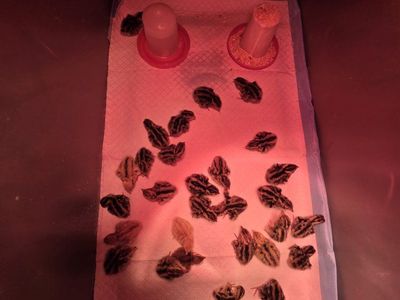 Jumbo coturnix quail chicks