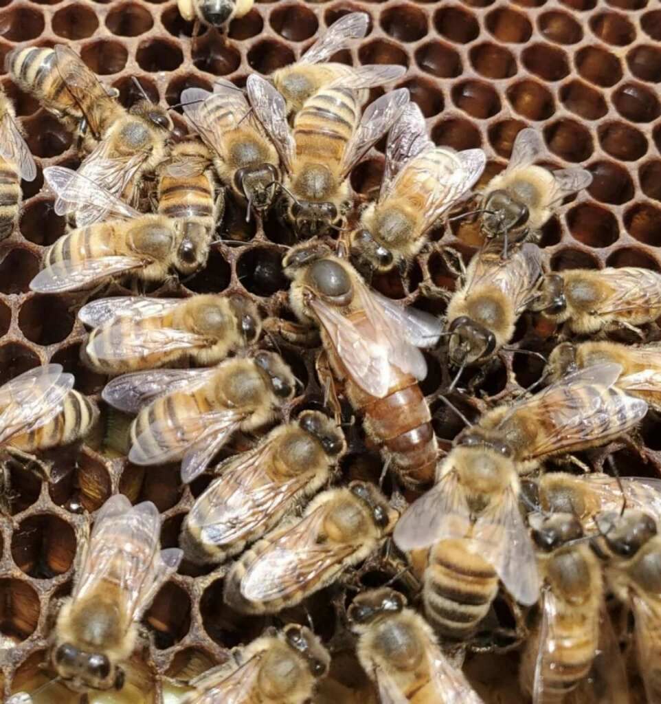 Spring 2026 honeybees for sale ||| Honeybee Packages and Nucs For Sale ||| bees, honeybees, beekeeping, hives, beehive, beehives