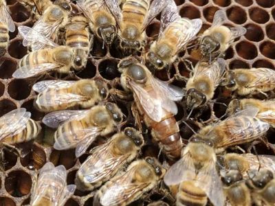Spring 2026 honeybees for sale ||| Honeybee Packages and Nucs For Sale ||| bees, honeybees, beekeeping, hives, beehive, beehives