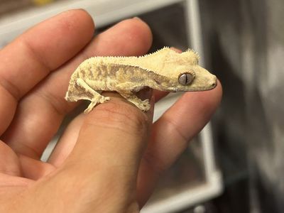 High-end LW crested gecko hatchlings