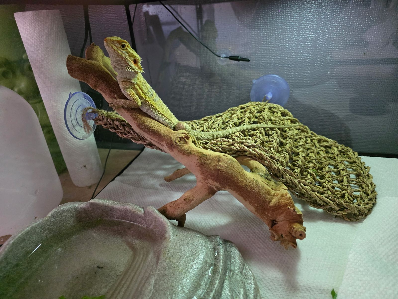 Rehoming bearded dragon