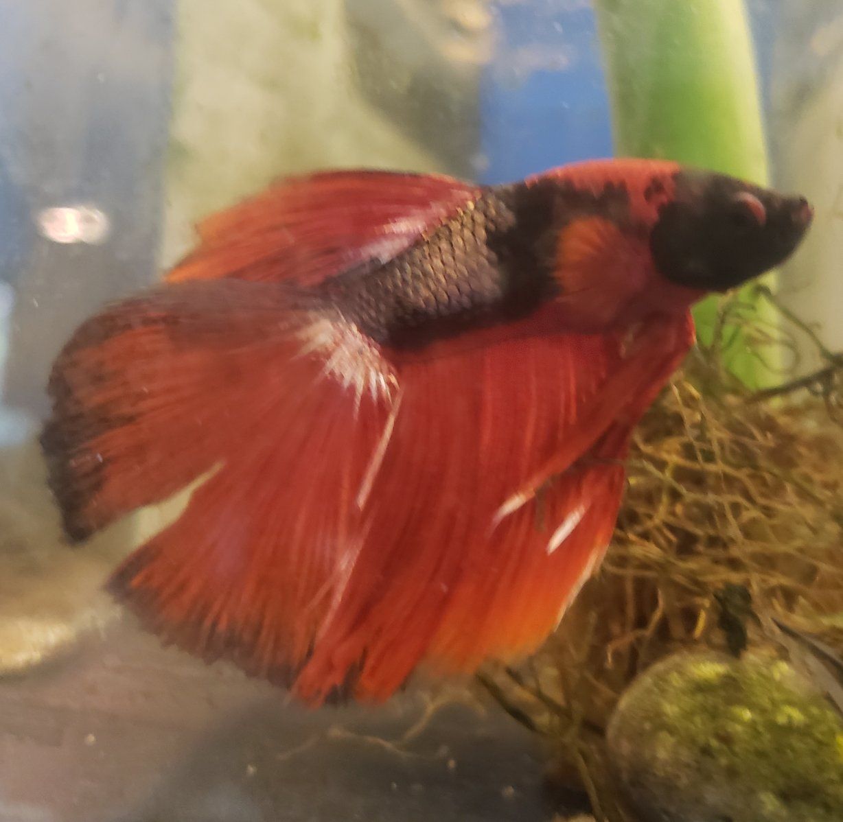 import Red Betta Fish - Male, Vibrant Coloration