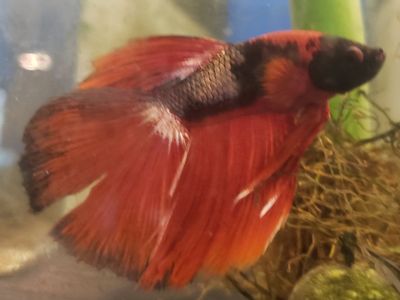 import Red Betta Fish - Male, Vibrant Coloration