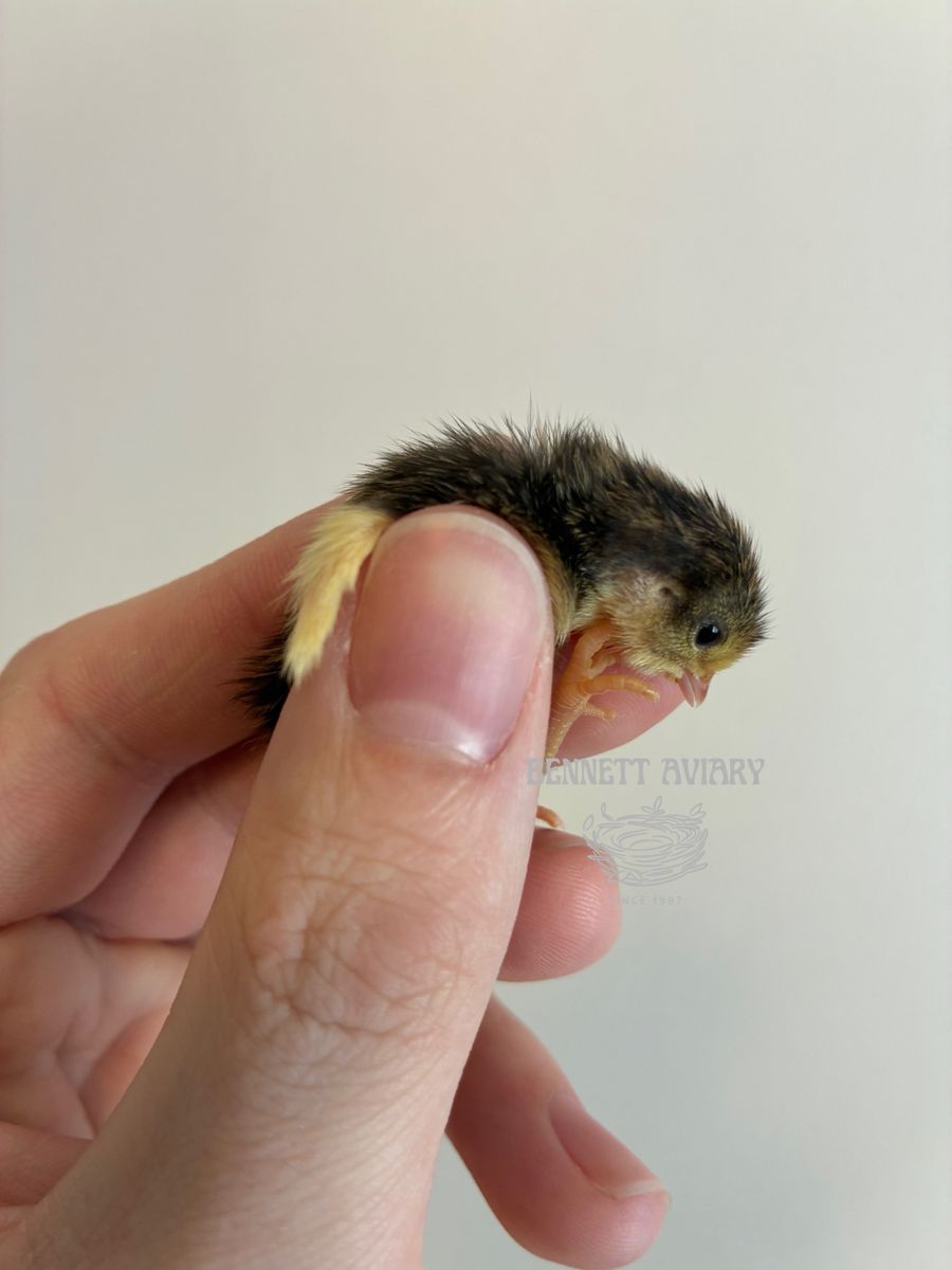 Button Quail Chicks Day-Old