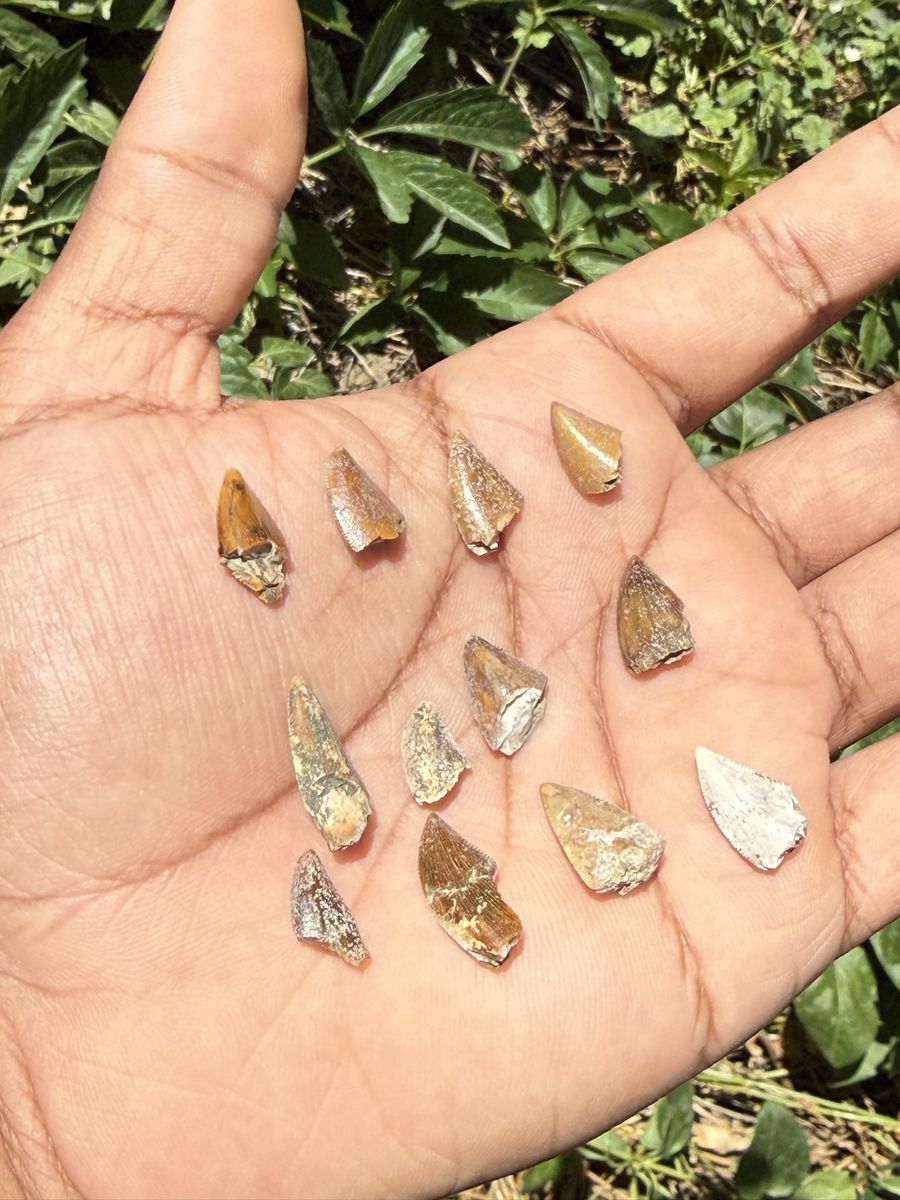 Majungasaurus teeth
