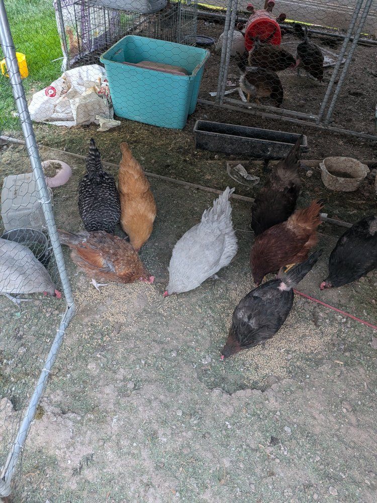 Laying Chickens