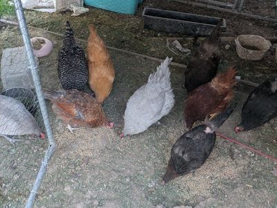Laying Chickens