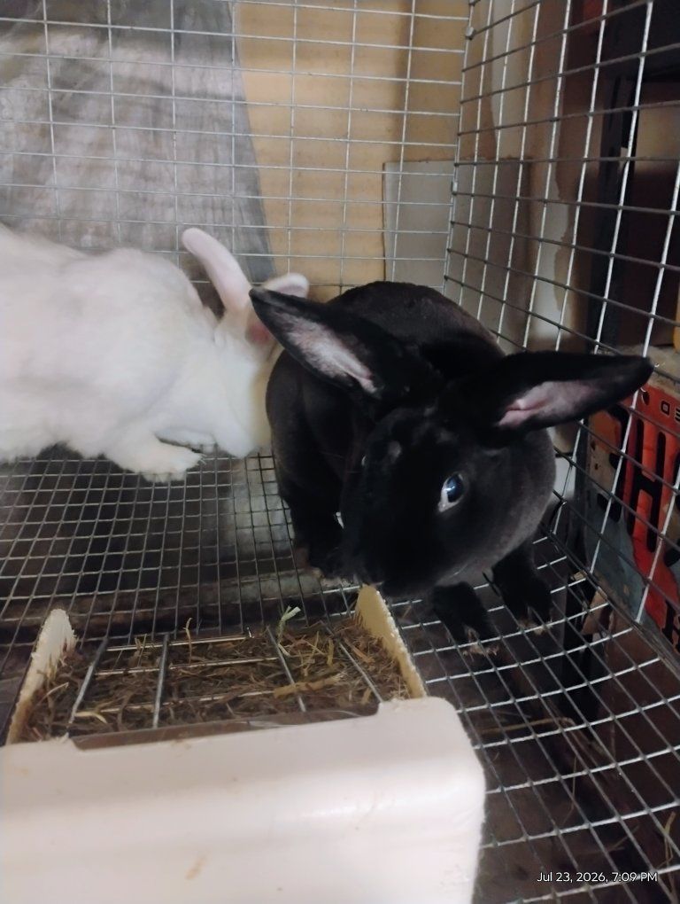 chocolate black Velveteen mix bunny rabbit.