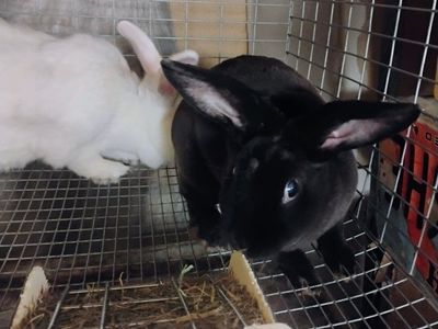 chocolate black Velveteen mix bunny rabbit.