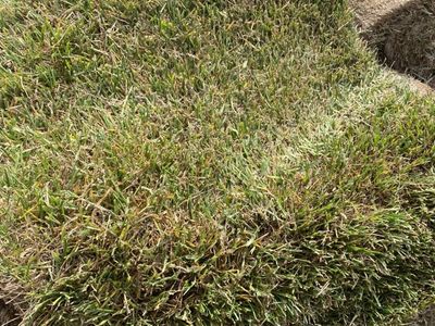 Sod For Sale- Bulk Or Per Roll
