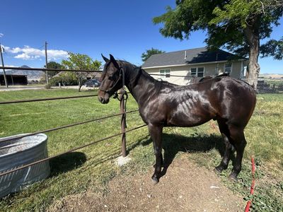 Streak of fling bred gelding