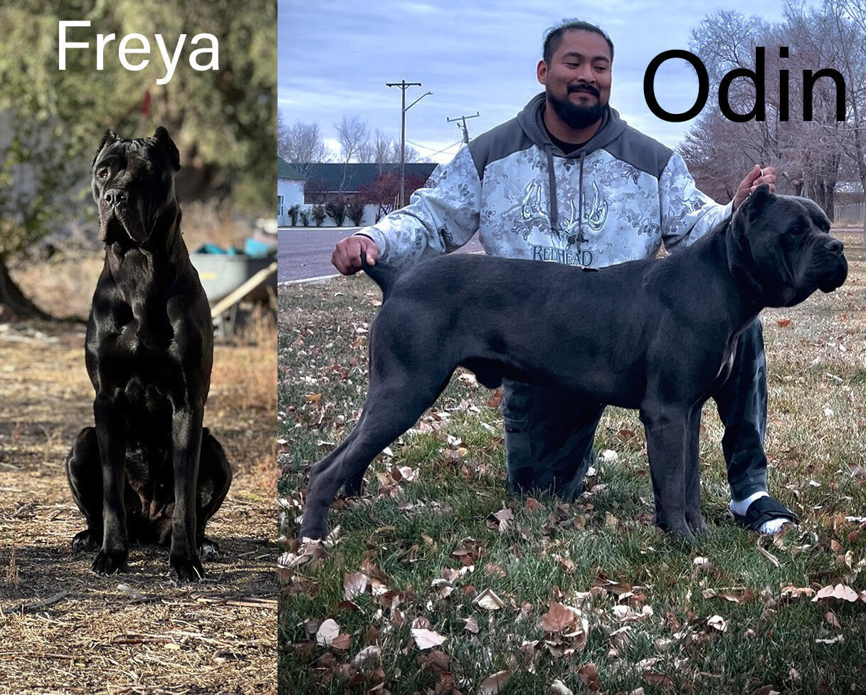 Purebred AKC Cane Corso Puppies