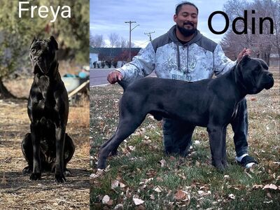 Purebred AKC Cane Corso Puppies