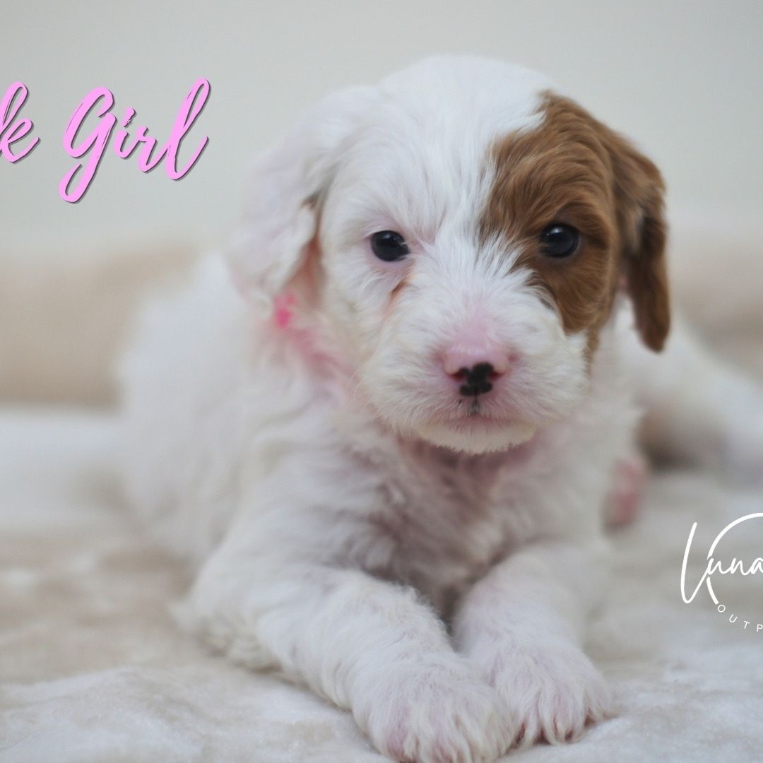 English Setter Doodle