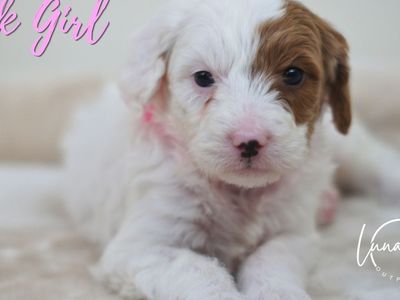 English Setter Doodle