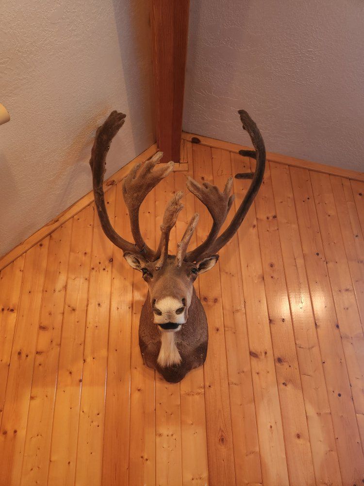 Caribou Shoulder Mount