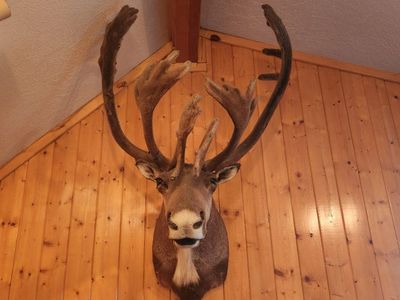 Caribou Shoulder Mount