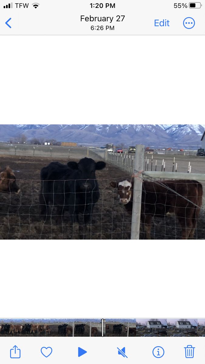 Hiefer Calf For Sale