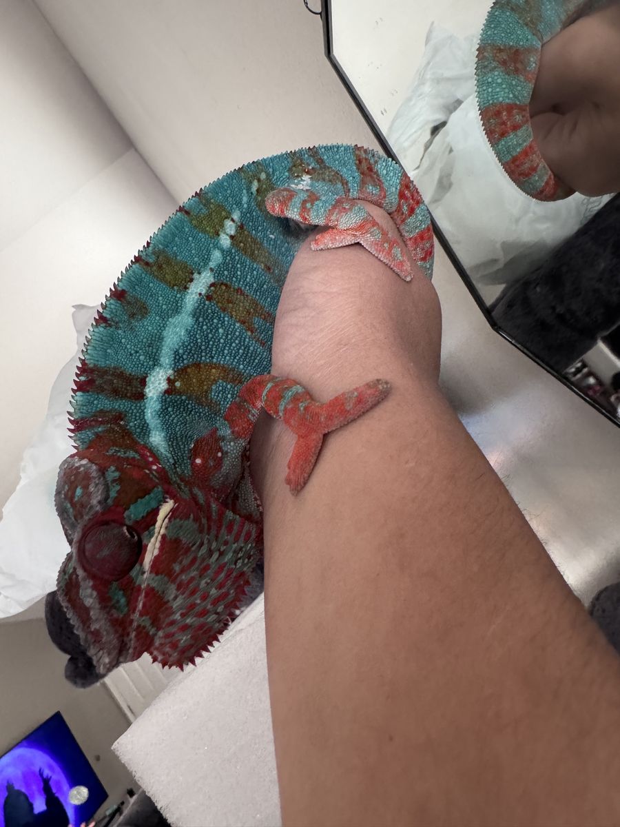 Male Panther Chameleon OBO!!