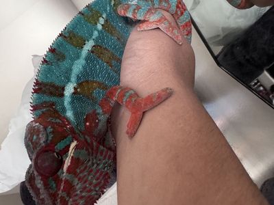 Male Panther Chameleon OBO!!