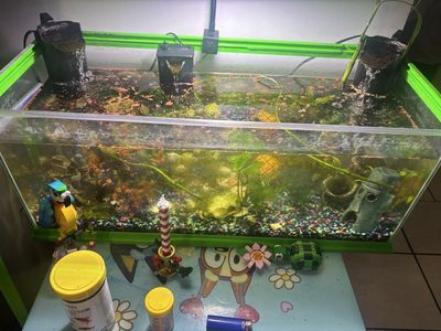 Fish tank with fish, live plants and gravel