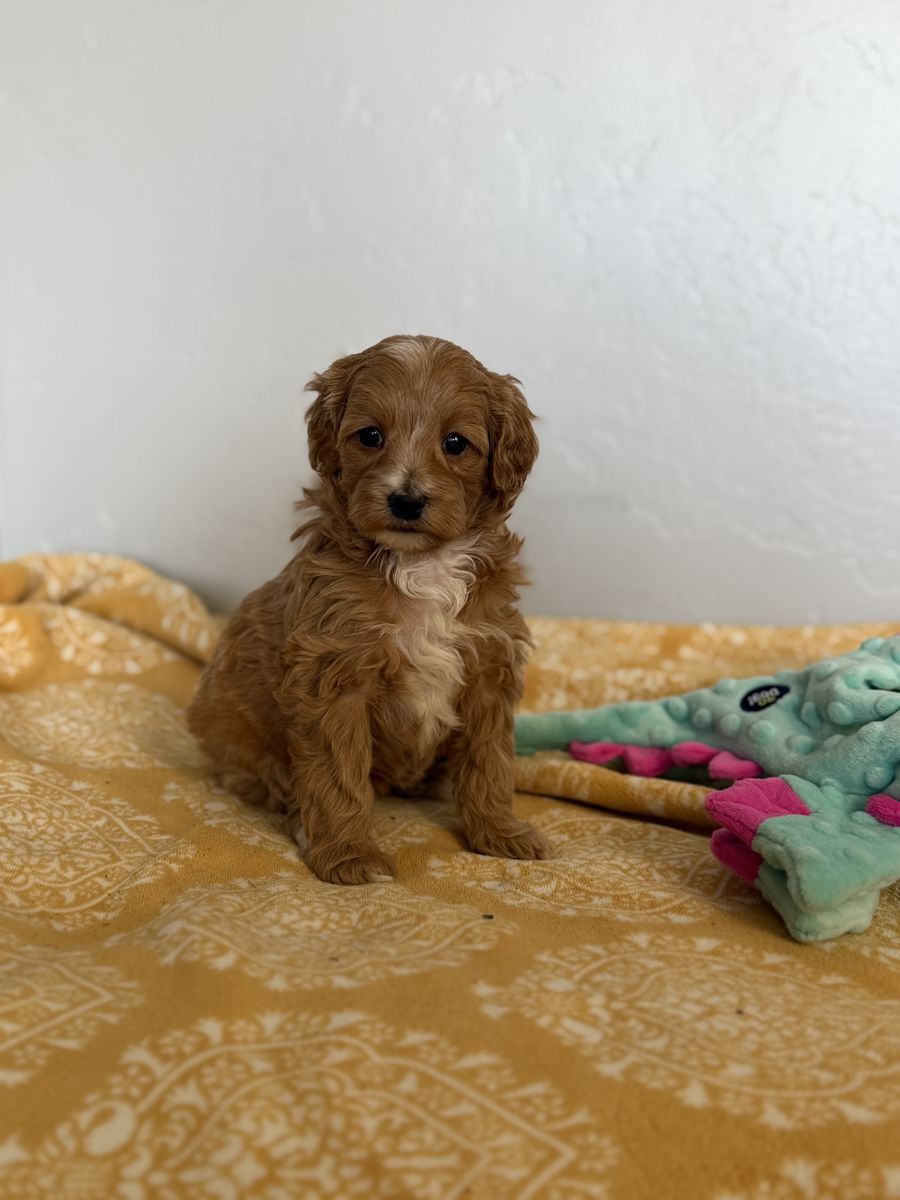 MicoMini Bernedoodle (Bernese Mountain Dog/poodle)