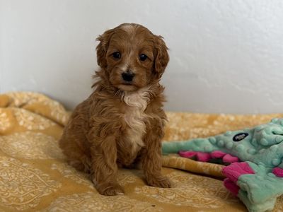MicoMini Bernedoodle (Bernese Mountain Dog/poodle)