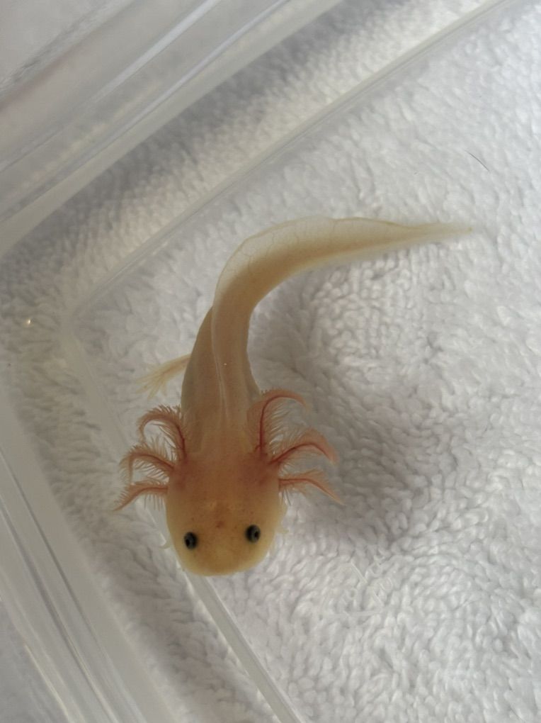 Baby Axlotl!