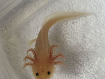 Baby Axlotl!