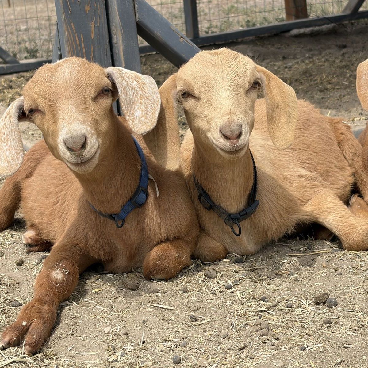 Mini Nubians does/buck