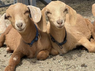 Mini Nubians does/buck
