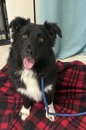 A164379 Astro, Available for Adoption