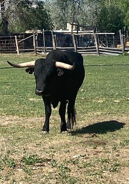 Corriente Bull 3yr old