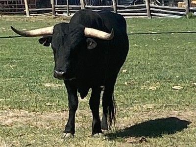 Corriente Bull 3yr old