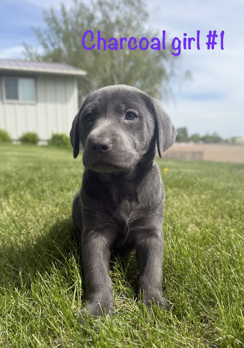 AKC Charcoal and Silver lab puppies