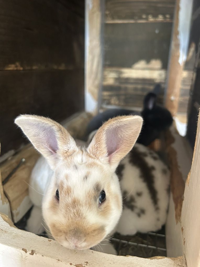 Standard Rex Rabbits